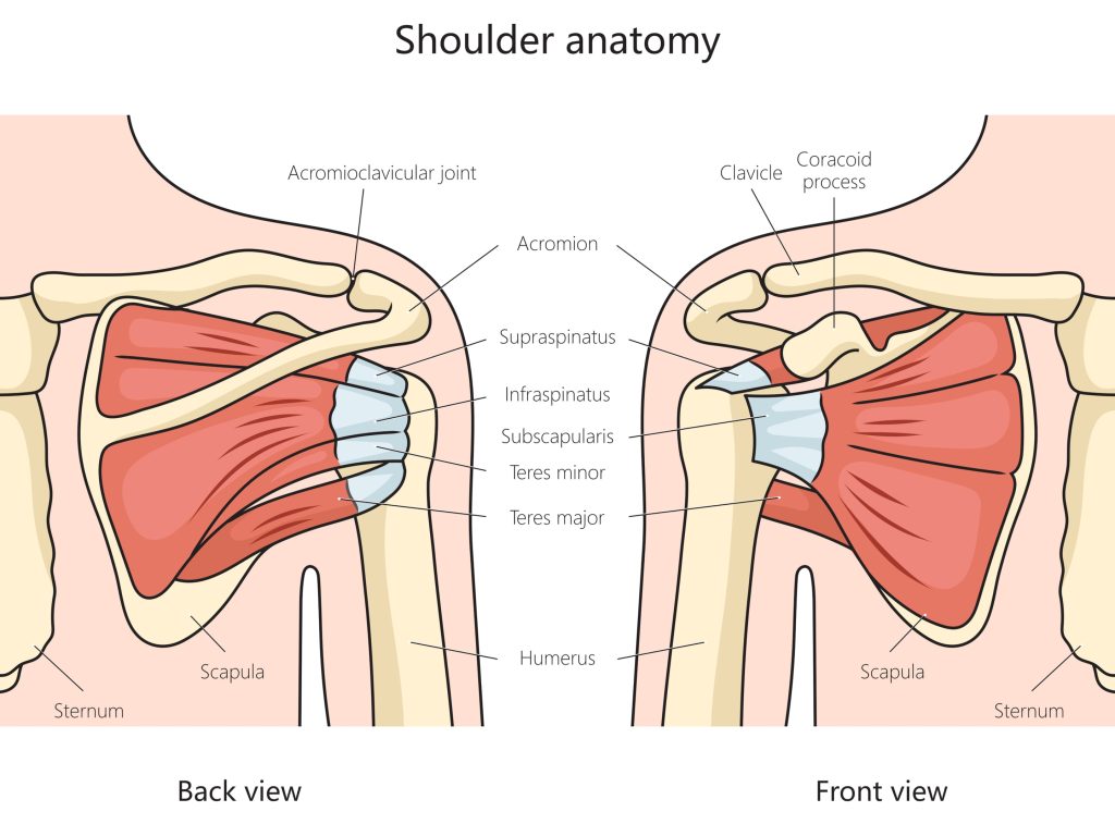 how to identify different types of shoulder pain in buford